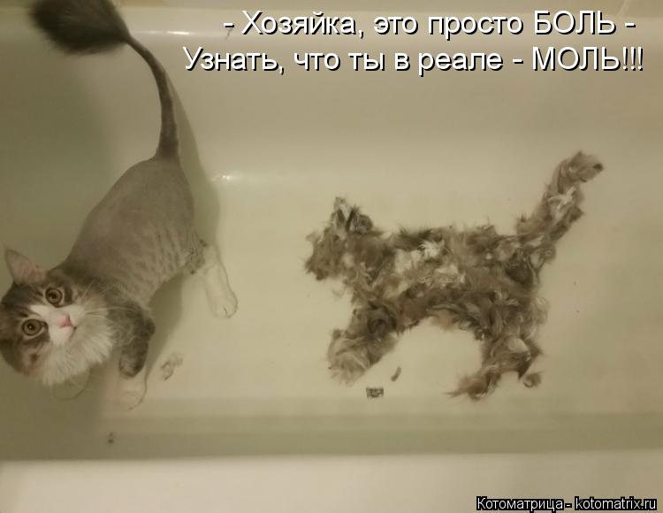 Котоматрица: - Хозяйка, это просто БОЛЬ - Узнать, что ты в реале - МОЛЬ!!!