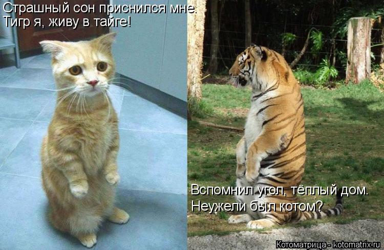 Котоматрица: Страшный сон приснился мне. Тигр я, живу в тайге! Вспомнил угол, тёплый дом. Неужели был котом?