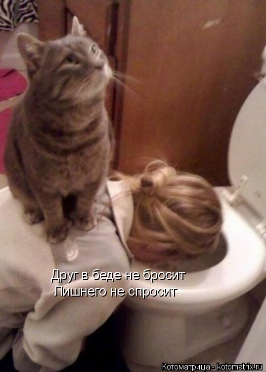 Друг в беде не бросит Лишнего не спросит... Котоматрица: Друг в беде не бросит Лишнего не спросит