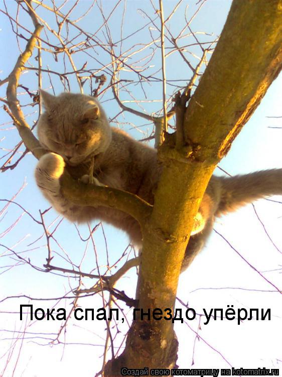 Пока спал, гнездо упёрли... Котоматрица: Пока спал, гнездо упёрли
