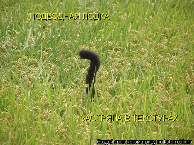 ПОДВОДНАЯ ЛОДКА ЗАСТРЯЛА В ТЕКСТУРАХ... Котоматрица: ПОДВОДНАЯ ЛОДКА ЗАСТРЯЛА В ТЕКСТУРАХ
