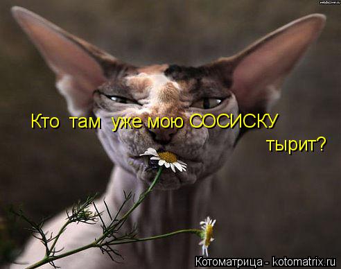 Кто там уже мою СОСИСКУ тырит?... Котоматрица: Кто там уже мою СОСИСКУ тырит?