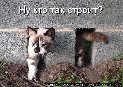 Котоматрица: Ну кто так строит?
