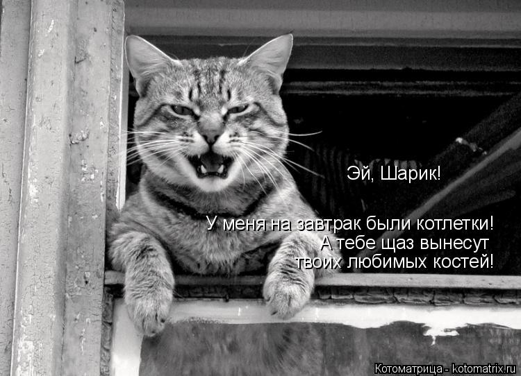 Котоматрица: Эй, Шарик! У меня на завтрак были котлетки! А тебе щаз вынесут твоих любимых костей!