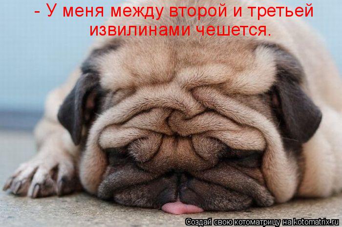 Котоматрица: - У меня между второй и третьей извилинами чешется.