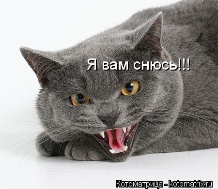 Я вам снюсь!!!... Котоматрица: Я вам снюсь!!!
