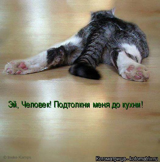 Эй, Человек! Подтолкни меня до кухни!... Котоматрица: Эй, Человек! Подтолкни меня до кухни!