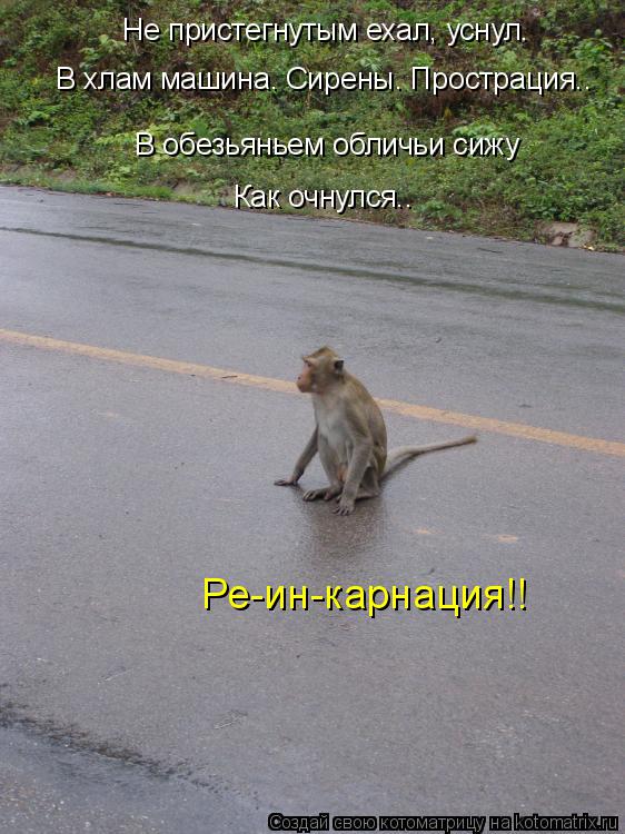 Котоматрица: Не пристегнутым ехал, уснул.  В хлам машина. Сирены. Прострация..  В обезьяньем обличьи сижу   Как очнулся.. Ре-ин-карнация!!