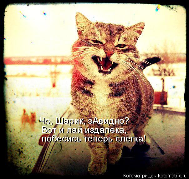Котоматрица: Чо, Шарик, зАвидно? Вот и лай издалека,  побесись теперь слегка!
