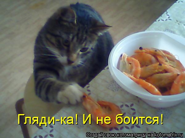 Гляди-ка! И не боится!... Котоматрица: Гляди-ка! И не боится!