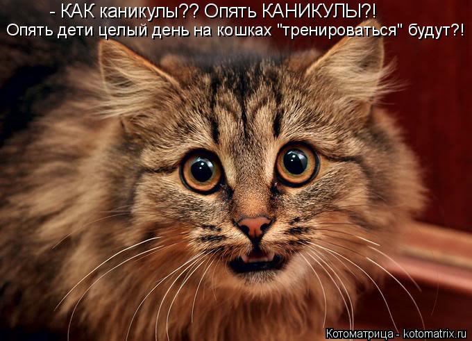 - КАК каникулы?? Опять КАНИКУЛЫ?! Опять дети целый день на кошках "тренироваться" будут?!... Котоматрица: - КАК каникулы?? Опять КАНИКУЛЫ?! Опять дети целый день на кошках "тренироваться" будут?!