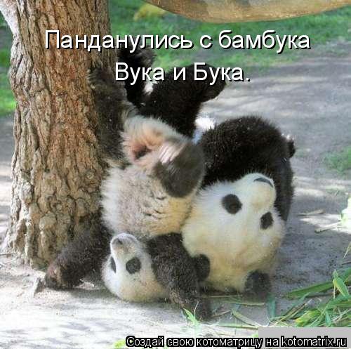 Котоматрица: Панданулись с бамбука Вука и Бука.