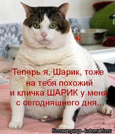 Котоматрица: Теперь я, Шарик, тоже  на тебя похожий и кличка ШАРИК у меня с сегодняшнего дня...