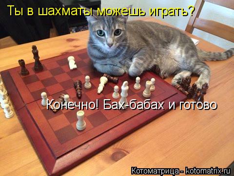Ты в шахматы можешь играть? Конечно! Бах-бабах и готово... Котоматрица: Ты в шахматы можешь играть? Конечно! Бах-бабах и готово