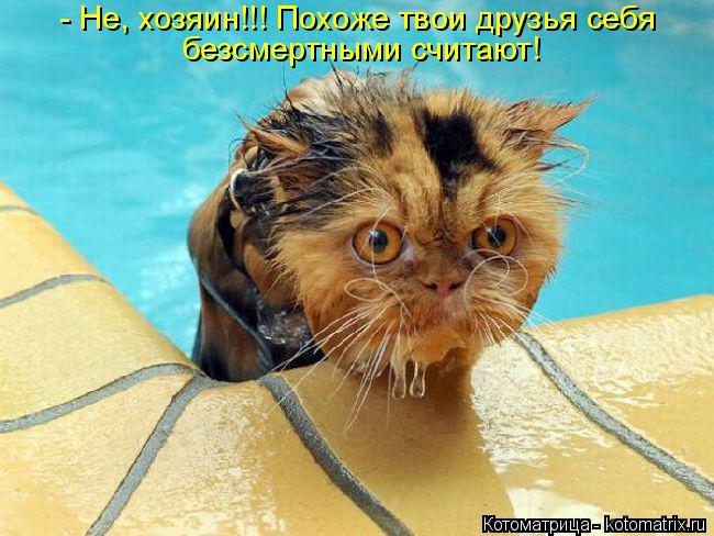 - Не, хозяин!!! Похоже твои друзья себя безсмертными считают!... Котоматрица: - Не, хозяин!!! Похоже твои друзья себя безсмертными считают!