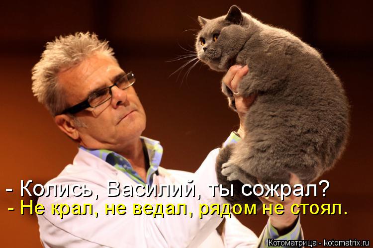 Котоматрица: - Колись, Василий, ты сожрал? - Не крал, не ведал, рядом не стоял.