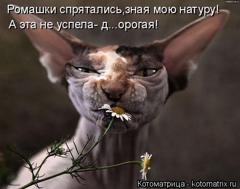 Ромашки спрятались,зная мою натуру! А эта не успела- д...орогая!... Котоматрица: Ромашки спрятались,зная мою натуру! А эта не успела- д...орогая!