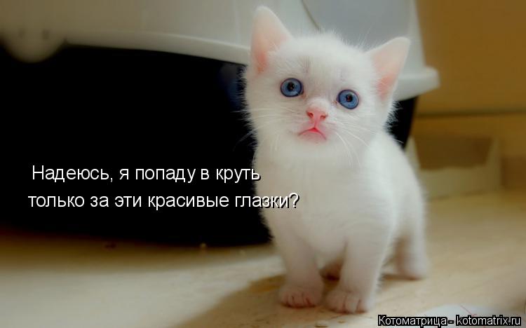 Надеюсь, я попаду в круть только за эти красивые глазки?... Котоматрица: Надеюсь, я попаду в круть только за эти красивые глазки?