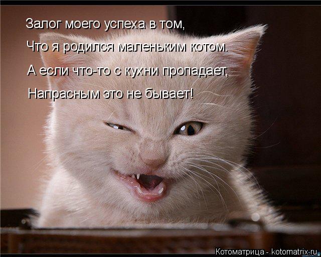 Котоматрица: Залог моего успеха в том,   Что я родился маленьким котом.  А если что-то с кухни пропадает, Напрасным это не бывает!