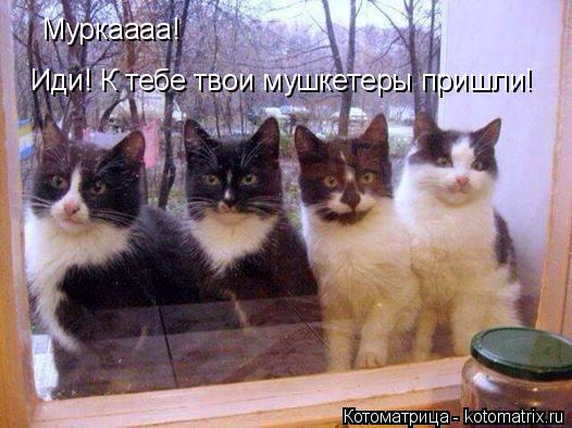 Муркаааа! Иди! К тебе твои мушкетеры пришли!... Котоматрица: Муркаааа! Иди! К тебе твои мушкетеры пришли!