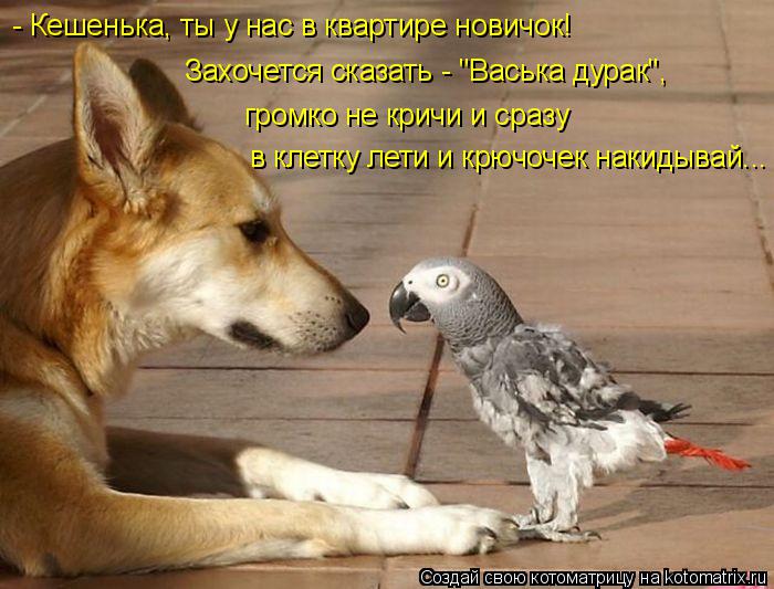 - Кешенька, ты у нас в квартире новичок! Захочется сказать - "Васька дурак", громко не кричи и сразу ... Котоматрица: - Кешенька, ты у нас в квартире новичок! Захочется сказать - "Васька дурак", громко не кричи и сразу в клетку лети и крючочек накидывай...