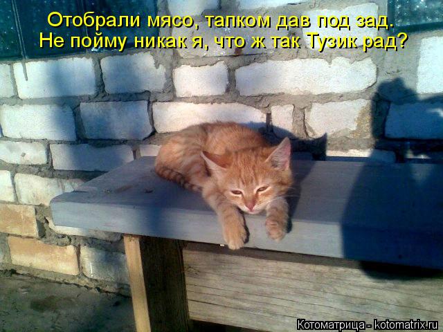 Отобрали мясо, тапком дав под зад. Не пойму никак я, что ж так Тузик рад?... Котоматрица: Отобрали мясо, тапком дав под зад. Не пойму никак я, что ж так Тузик рад?