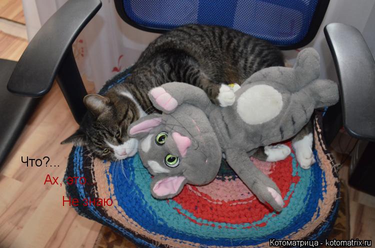 Котоматрица: Что?... Ах, это... Не знаю