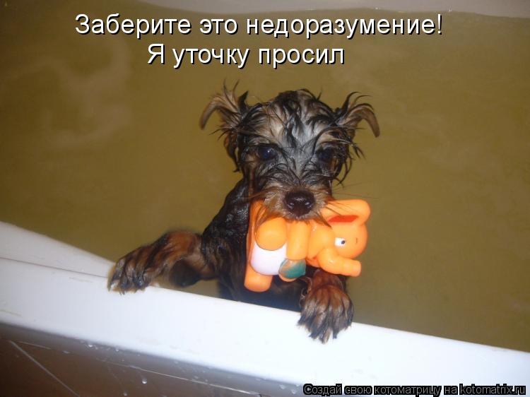 Заберите это недоразумение! Я уточку просил... Котоматрица: Заберите это недоразумение! Я уточку просил