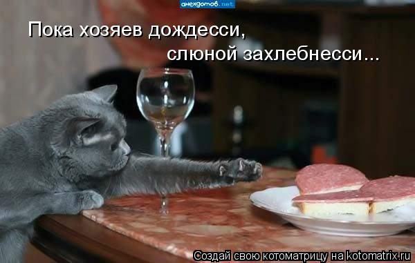 Котоматрица: Пока хозяев дождесси,  слюной захлебнесси...