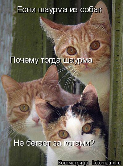 Если шаурма из собак Почему тогда шаурма Если шаурма из собак Не бегает за котами?... Котоматрица: Если шаурма из собак Почему тогда шаурма Если шаурма из собак Не бегает за котами?