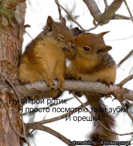 Котоматрица: Ну открой ротик Я просто посмотрю твои зубки И орешки...