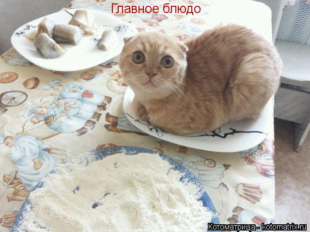 Главное блюдо... Котоматрица: Главное блюдо