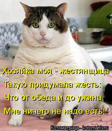 Котоматрица: Хозяйка моя - жестянщица Такую придумала жесть: Что от обеда и до ужина Мне ничего не надо есть!