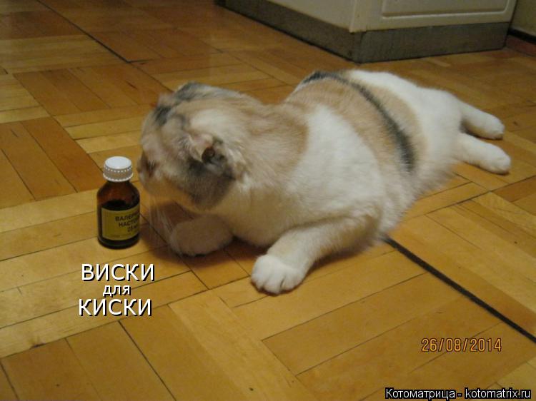 Котоматрица: ВИСКИ для КИСКИ