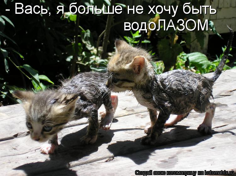 - Вась, я больше не хочу быть водоЛАЗОМ.... Котоматрица: - Вась, я больше не хочу быть водоЛАЗОМ.