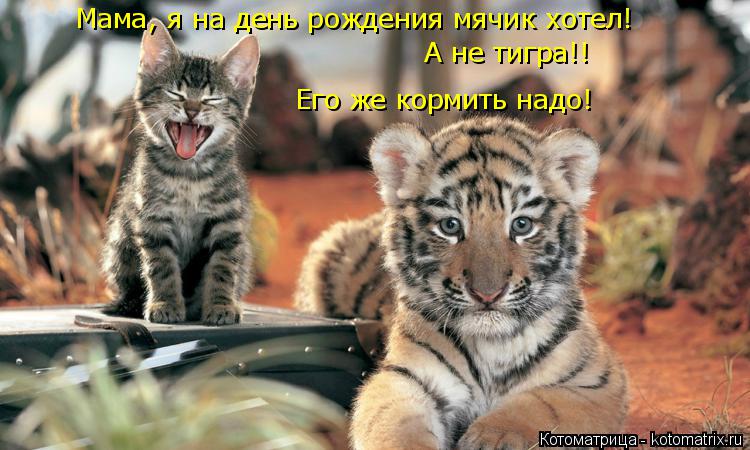 Его же кормить надо! Мама, я на день рождения мячик хотел! А не тигра!!... Котоматрица: Его же кормить надо! Мама, я на день рождения мячик хотел! А не тигра!!