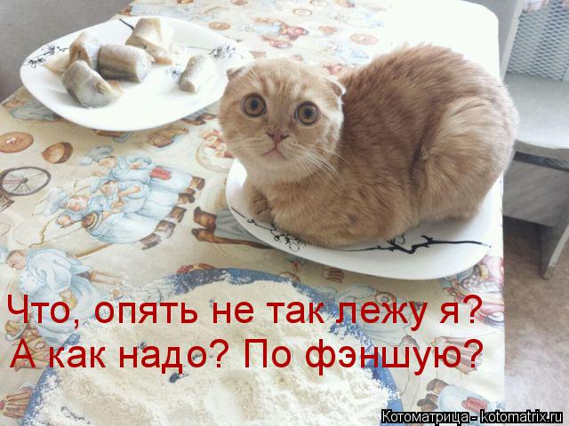 Что, опять не так лежу я? А как надо? По фэншую?... Котоматрица: Что, опять не так лежу я? А как надо? По фэншую?
