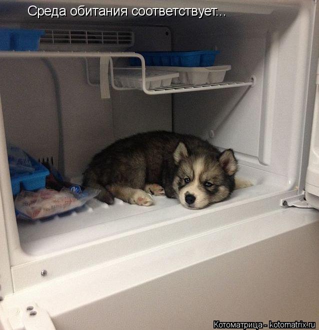 Среда обитания соответствует...... Котоматрица: Среда обитания соответствует...