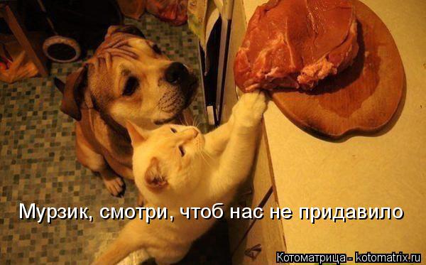 Котоматрица: Мурзик, смотри, чтоб нас не придавило