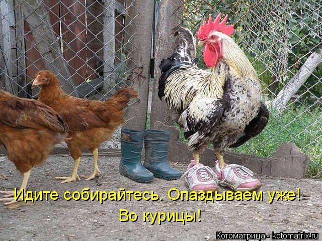 Котоматрица: Идите собирайтесь. Опаздываем уже! Во курицы!