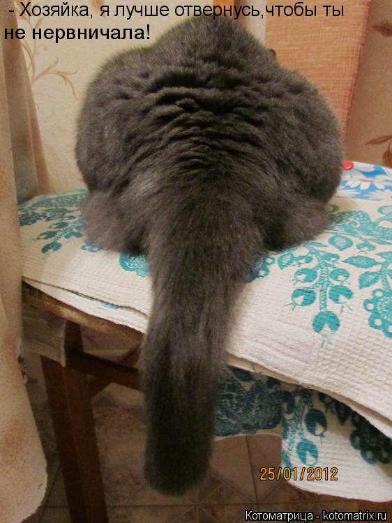 Котоматрица: - Хозяйка, я лучше отвернусь,чтобы ты не нервничала!