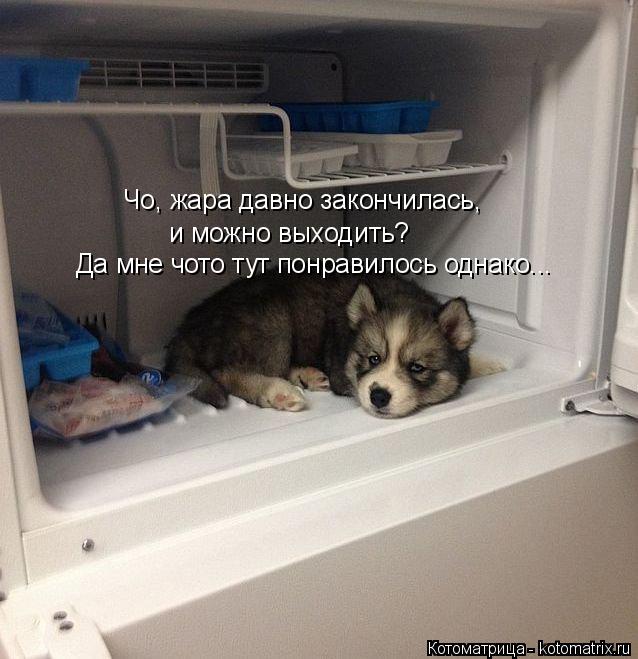 Котоматрица: Чо, жара давно закончилась,  и можно выходить? Да мне чото тут понравилось однако...