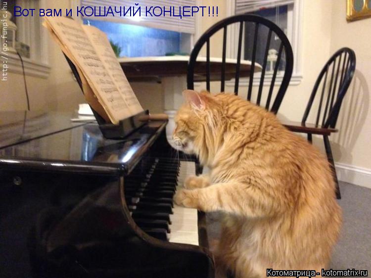 Вот вам и КОШАЧИЙ КОНЦЕРТ!!!... Котоматрица: Вот вам и КОШАЧИЙ КОНЦЕРТ!!!