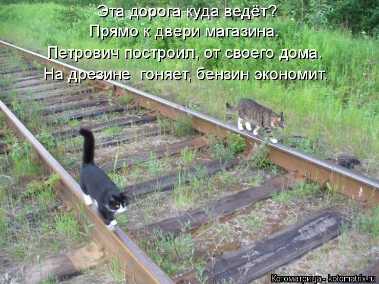 Эта дорога куда ведёт? Прямо к двери магазина. Петрович построил, от своего дома. На дрезине гоняет,... Котоматрица: Эта дорога куда ведёт? Прямо к двери магазина. Петрович построил, от своего дома. На дрезине гоняет, бензин экономит.