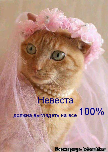 Котоматрица: Невеста должна выглядеть на все 100%