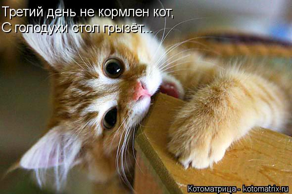 Котоматрица: Третий день не кормлен кот, С голодухи стол грызёт...