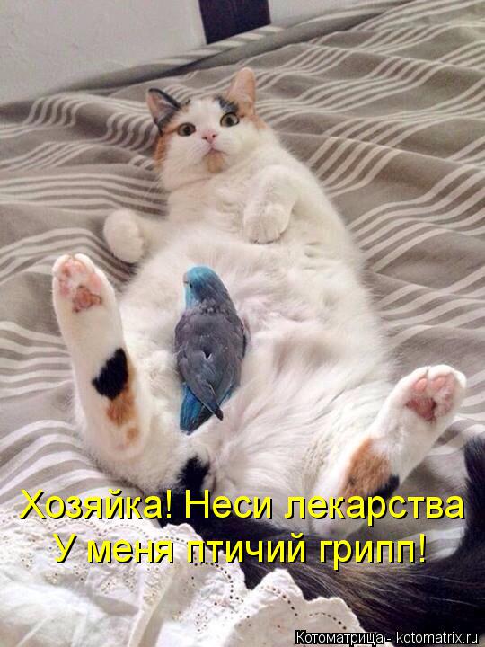Котоматрица: Хозяйка! Неси лекарства У меня птичий грипп!
