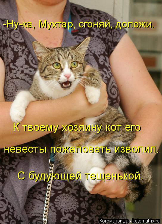 -Ну-ка, Мухтар, сгоняй, доложи. К твоему хозяину кот его невесты пожаловать изволил. С будующей теще... Котоматрица: -Ну-ка, Мухтар, сгоняй, доложи. К твоему хозяину кот его невесты пожаловать изволил. С будующей тещенькой.