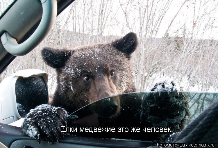 Котоматрица: Елки медвежие это же человек!