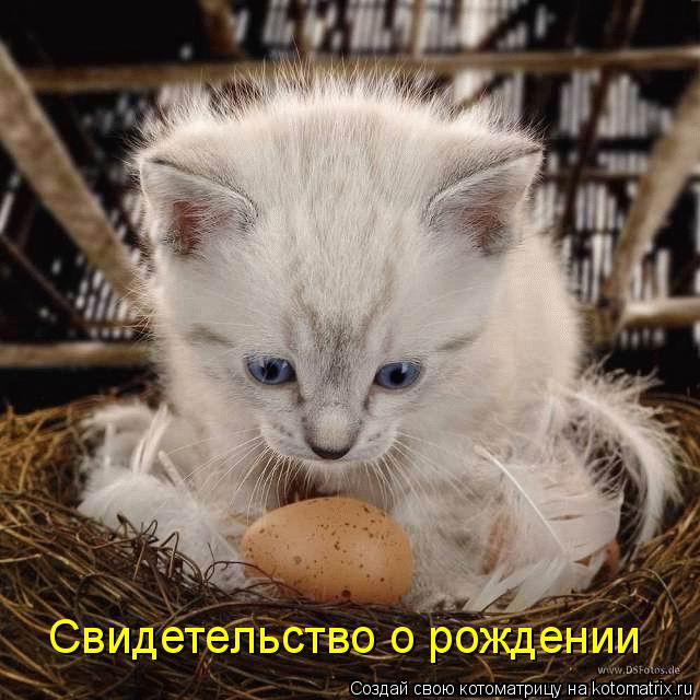 Котоматрица: Свидетельство о рождении